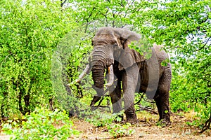 A large adult African Elephant eating leafs from Mopane Trees in a forest near Letaba in Kruger National Park