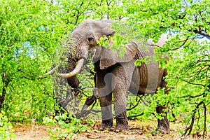 A large adult African Elephant eating leafs from Mopane Trees in a forest near Letaba in Kruger National Park