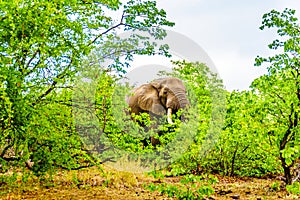 A large adult African Elephant eating leafs from Mopane Trees in a forest near Letaba in Kruger National Park