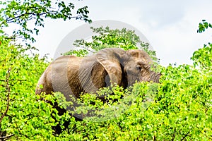 A large adult African Elephant eating leafs from Mopane Trees in a forest near Letaba in Kruger National Park