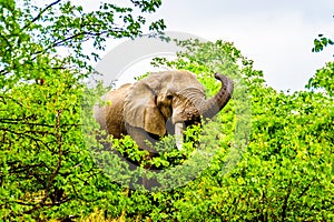 A large adult African Elephant eating leafs from Mopane Trees in a forest near Letaba in Kruger National Park