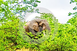 A large adult African Elephant eating leafs from Mopane Trees in a forest near Letaba in Kruger National Park