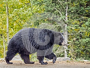 Large Adult Black Bear