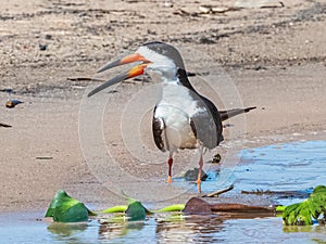 Large Adult Black Skimmer