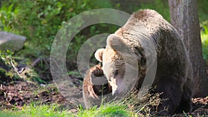 Large adult brown bear relaxing and scratching in the forest