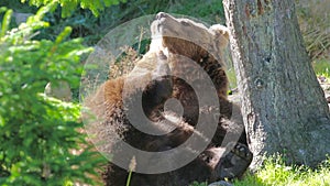 Large adult brown bear rests and scratching in the forest