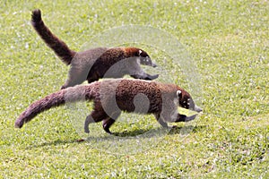 Large adult coatis seen in profile running in the grass during a sunny day photo