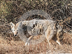 Large Adult Coyote