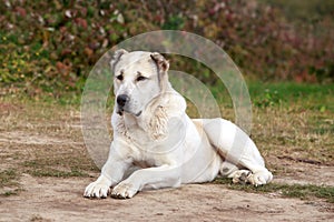 Large adult dog breed alabai