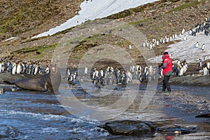 Large adult elephant seal screams to frighten photographer