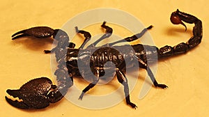 Large adult Emperor Scorpion top view