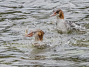 Large Adult Female Common Merganser With A Fish