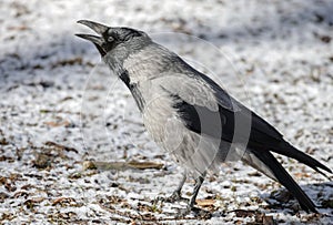 Large adult gray crow croaks loudly sitting on the surface of the earth