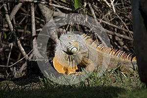 Large Adult Green Iguana Displaying Dewlap in south Florida with Orange Coloring