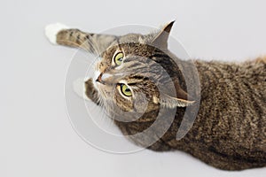 Large adult greeneyed tabby cat on grey