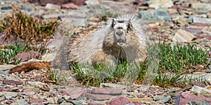Large Adult Hoary Marmot