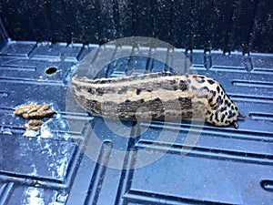 Large adult Limax maximus