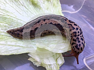 Large adult Limax maximus