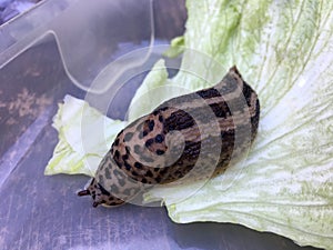 Large adult Limax maximus