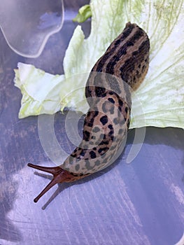 Large adult Limax maximus