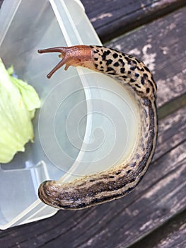 Large adult Limax maximus