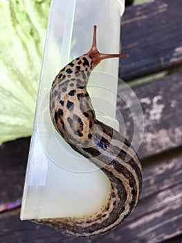 Large adult Limax maximus