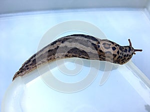 Large adult Limax maximus