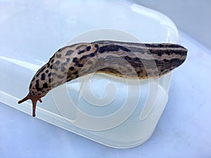 Large adult Limax maximus