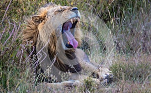 Large, adult lion lounging in the grass in an open field