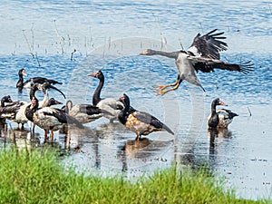 Flying Magpie Goose