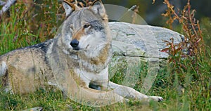 Large adult male grey wolf rests in the forest