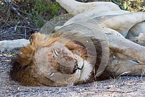 Large adult male lion Panthera leo head portrait closeup sleeping