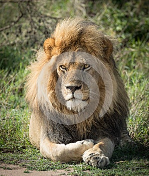 Large adult male Lion, Serengeti, Tanzania