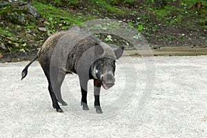 Large adult male wild boar seen staring while standing in dirt road
