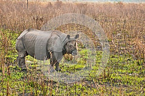 Rhino in Kaziranga photo