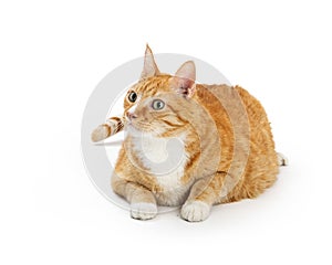 Large Adult Orange and White Tabby Cat