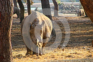 A large adult pachyderm stands at full height in a pasture and eats grass.