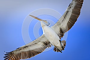 Large adult pelican in flight