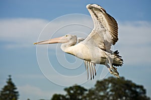 Large adult pelican in full flight