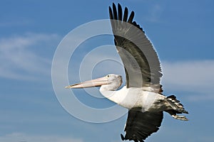 Large adult pelican in full flight