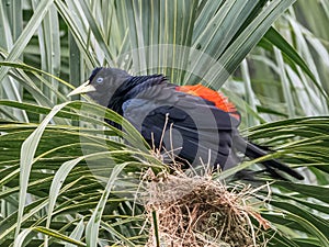 Large Adult Red Rumped Cacique