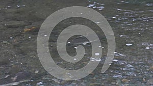 large adult salmon swimming in a river in late september