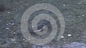 large adult salmon swimming in a river in late september