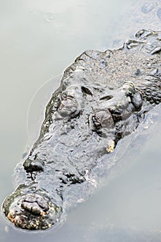 Large adult salt water crocodile in calm water close up
