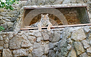 A large adult tiger lies in a niche in the stone wall of the enclosure, its front paws hanging down on a Sunny summer day