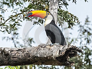 Large Adult Toco Toucan