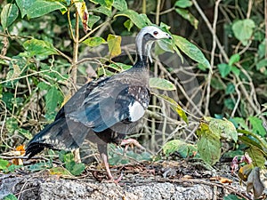 Large Adult White Throated Piping Guan