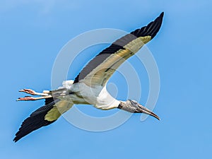 Large Adult Wood Stork