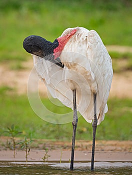 Large adult woodstork preens right wing feathers in Pantanal