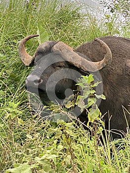 Large Afican Buffalo in grass in Serengeti